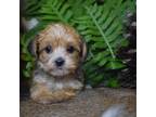 Mutt Puppy for sale in Holly Ridge, NC, USA