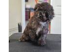 Poodle (Toy) Puppy for sale in Clanton, AL, USA