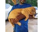 American Bull Dogue De Bordeaux Puppy for sale in Mount Gilead, NC, USA