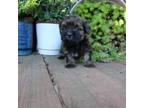 Shih Tzu Puppy for sale in Carthage, MO, USA