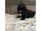 Newfoundland Puppy for sale in West Branch, MI, USA