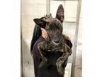 Adopt AGGIE a Dutch Shepherd