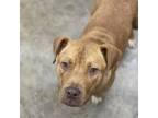 Adopt Maizie a American Staffordshire Terrier