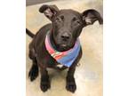 Adopt Polly a Labrador Retriever