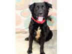 Adopt Tessa a Flat-Coated Retriever