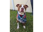 Adopt Cara a Pit Bull Terrier, Mixed Breed