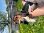 Basset Hound Puppy for sale in Enfield, CT, USA