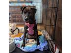 Adopt Vendor a Mixed Breed