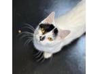 Adopt Sammy a Domestic Short Hair