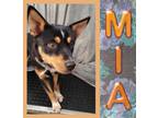 Adopt Mia a Australian Cattle Dog / Blue Heeler, Rottweiler