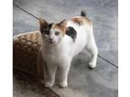 Adopt Zara a Domestic Short Hair, Manx