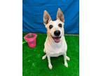 Adopt Dorris a Jack Russell Terrier, Terrier