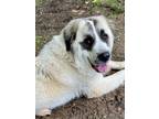 Adopt Zelda a Great Pyrenees