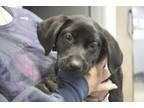 Adopt Ivy a Black Labrador Retriever, Plott Hound