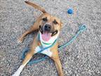 Adopt MIKA a Pit Bull Terrier, Mixed Breed