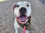 Adopt PATTY a Pit Bull Terrier, Mixed Breed