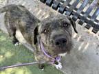 Adopt MOLLY a Schnauzer, Pit Bull Terrier