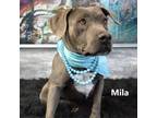 Adopt Mila a Pit Bull Terrier