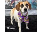 Adopt Flower a Beagle