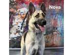 Adopt Nova a German Shepherd Dog