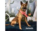 Adopt Jenasis a German Shepherd Dog