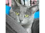 Adopt Koko a Domestic Short Hair