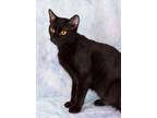 Adopt Delphine (Miss Molly) a Domestic Short Hair