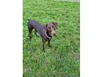 Adopt Emmeline a German Shorthaired Pointer