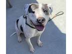 Adopt Nova a Pit Bull Terrier