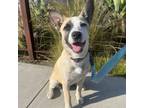 Adopt Roo a American Staffordshire Terrier