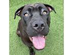 Adopt Cloe a Cane Corso