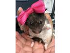 Adopt Winnipeg a Hamster