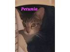 Adopt Petunia Mom a Domestic Short Hair