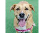 Adopt Ivy a Labrador Retriever