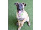Adopt Rosie a American Staffordshire Terrier, German Shepherd Dog