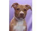 Adopt ANAHEIM a Pit Bull Terrier