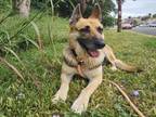 Adopt DEEDEE a German Shepherd Dog