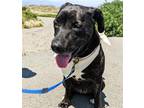 Adopt DOJA a Pit Bull Terrier, Mixed Breed