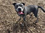 Adopt BEAN a Pit Bull Terrier, Mixed Breed