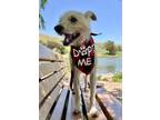 Adopt Millie a Mixed Breed