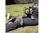 Adopt Bliss a Pit Bull Terrier, Mixed Breed