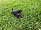 Adopt Funyun (Snack Litter) a Labrador Retriever