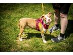 Adopt Jade (Bedford Five) a Pit Bull Terrier