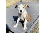 Adopt Ammie a Mixed Breed