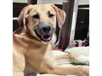 Adopt CT Magenta (in foster) a Great Pyrenees, Black Mouth Cur