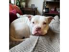 Adopt Adora a Pit Bull Terrier, Mixed Breed