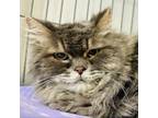 Adopt Tink a Domestic Long Hair