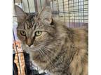 Adopt Cinnamon a Domestic Medium Hair