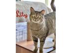Adopt Lily Willow Grove PA (FCID# 07/06/2021-111) a Tabby