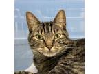 Adopt Sally a Domestic Short Hair